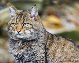 Preview wallpaper wild cat, animal, brown, wildlife