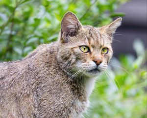 Preview wallpaper wild cat, animal, fluffy, blur