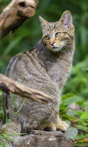 Preview wallpaper wild cat, animal, glance, wildlife