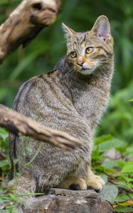 Preview wallpaper wild cat, animal, glance, wildlife