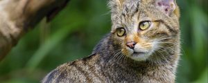 Preview wallpaper wild cat, animal, glance, wildlife