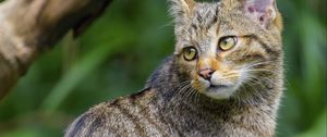 Preview wallpaper wild cat, animal, glance, wildlife