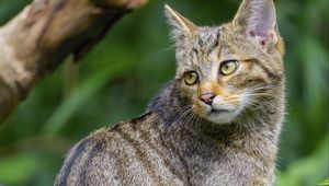 Preview wallpaper wild cat, animal, glance, wildlife