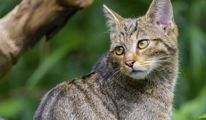 Preview wallpaper wild cat, animal, glance, wildlife