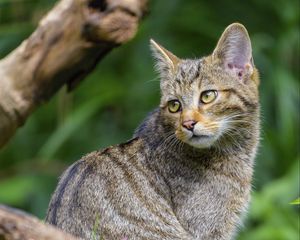 Preview wallpaper wild cat, animal, glance, wildlife