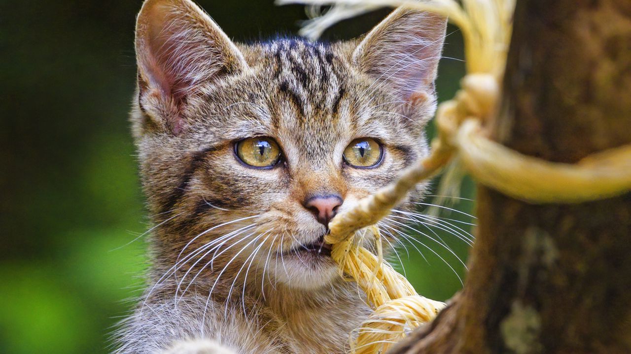 Wallpaper wild cat, animal, play, cute