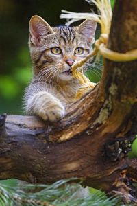 Preview wallpaper wild cat, animal, play, cute