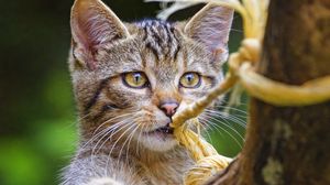 Preview wallpaper wild cat, animal, play, cute