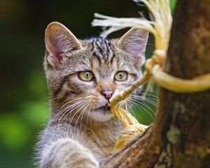 Preview wallpaper wild cat, animal, play, cute