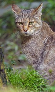 Preview wallpaper wild cat, animal, wildlife