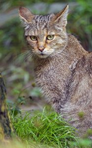 Preview wallpaper wild cat, animal, wildlife