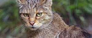 Preview wallpaper wild cat, animal, wildlife