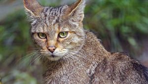 Preview wallpaper wild cat, animal, wildlife