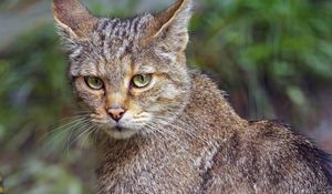 Preview wallpaper wild cat, animal, wildlife