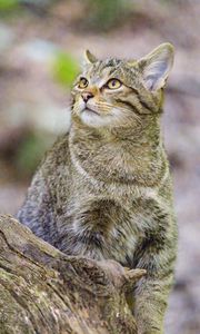 Preview wallpaper wild cat, animal, wildlife, glance