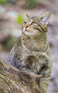 Preview wallpaper wild cat, animal, wildlife, glance