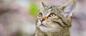 Preview wallpaper wild cat, animal, wildlife, glance