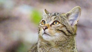 Preview wallpaper wild cat, animal, wildlife, glance