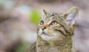 Preview wallpaper wild cat, animal, wildlife, glance