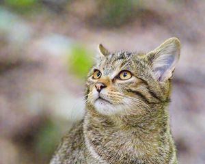 Preview wallpaper wild cat, animal, wildlife, glance