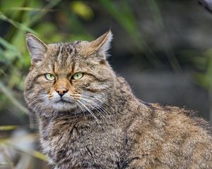 Preview wallpaper wild cat, animal, wildlife, log