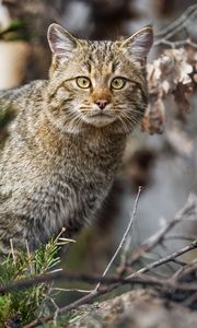 Preview wallpaper wild cat, animal, wildlife, branches