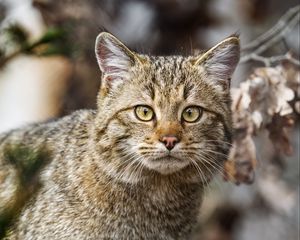 Preview wallpaper wild cat, animal, wildlife, branches