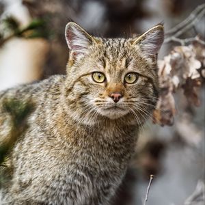 Preview wallpaper wild cat, animal, wildlife, branches
