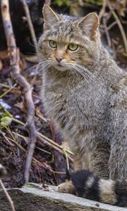 Preview wallpaper wild cat, cat, animal, wildlife