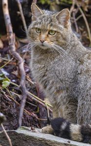 Preview wallpaper wild cat, cat, animal, wildlife