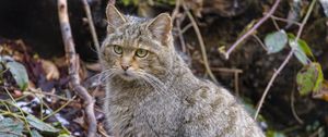 Preview wallpaper wild cat, cat, animal, wildlife