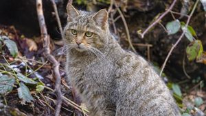 Preview wallpaper wild cat, cat, animal, wildlife