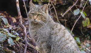 Preview wallpaper wild cat, cat, animal, wildlife