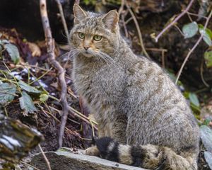 Preview wallpaper wild cat, cat, animal, wildlife