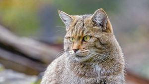 Preview wallpaper wild cat, cat, brown, animal