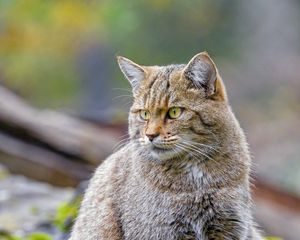 Preview wallpaper wild cat, cat, brown, animal