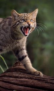 Preview wallpaper wild cat, cat, fangs, wildlife