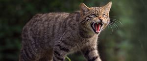 Preview wallpaper wild cat, cat, fangs, wildlife