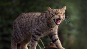 Preview wallpaper wild cat, cat, fangs, wildlife