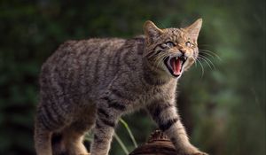 Preview wallpaper wild cat, cat, fangs, wildlife