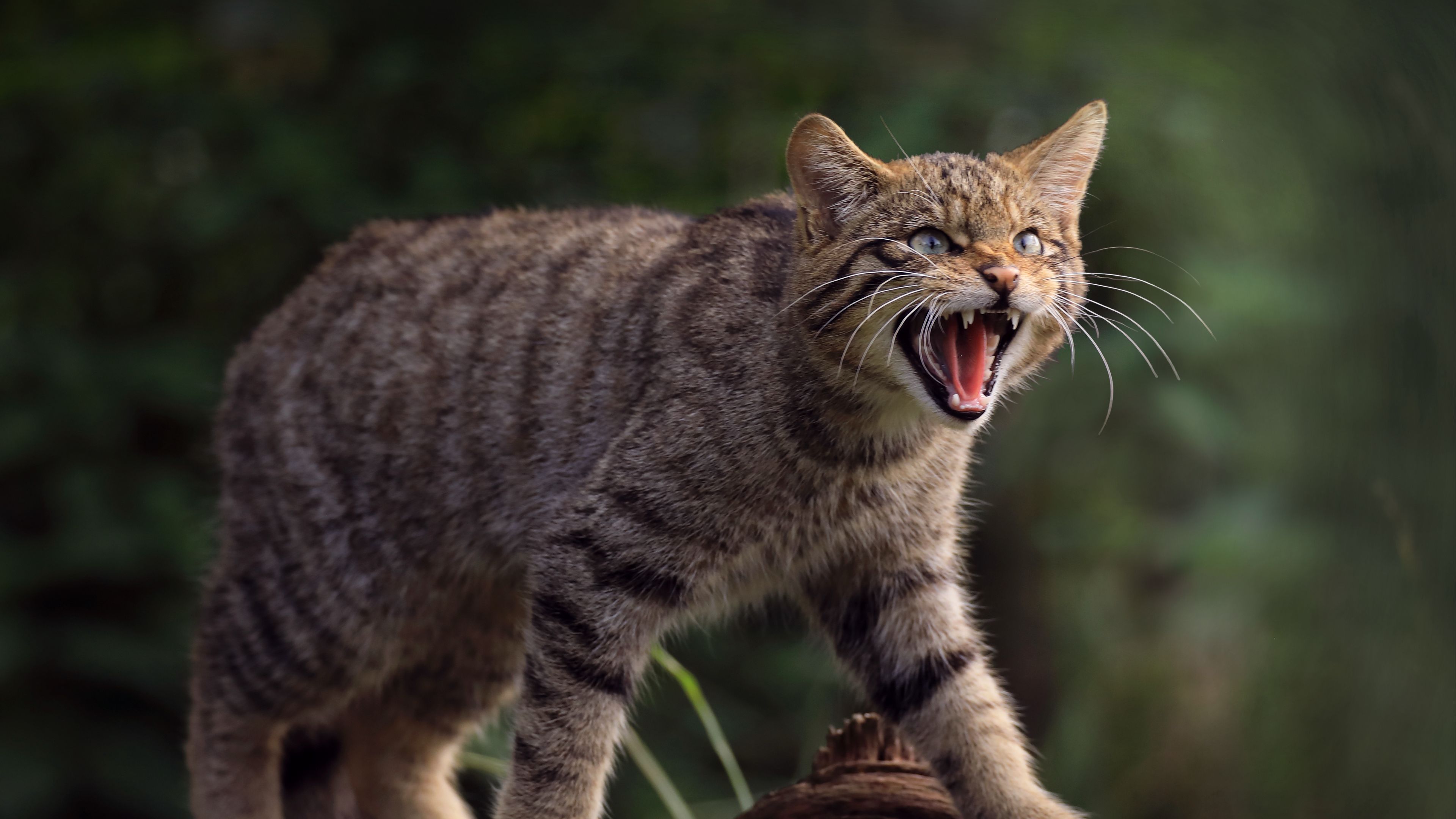 Дикий кот слушать. Дикие кошки. Лесной кот. Европейский дикий Лесной кот. Амурский Лесной кот.