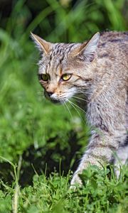 Preview wallpaper wild cat, cat, glance, grass