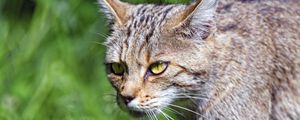 Preview wallpaper wild cat, cat, glance, grass