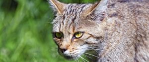 Preview wallpaper wild cat, cat, glance, grass