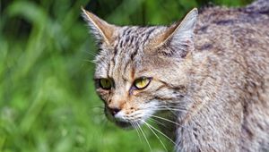 Preview wallpaper wild cat, cat, glance, grass