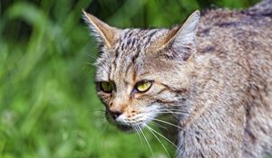 Preview wallpaper wild cat, cat, glance, grass