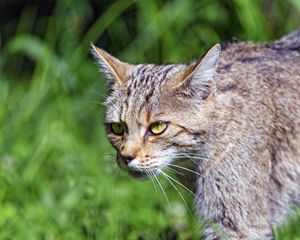 Preview wallpaper wild cat, cat, glance, grass