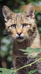 Preview wallpaper wild cat, cat, glance, grass, muzzle