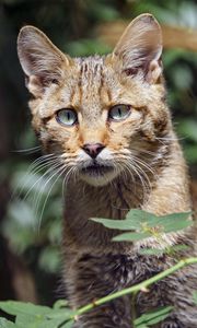 Preview wallpaper wild cat, cat, glance, grass, muzzle