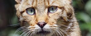 Preview wallpaper wild cat, cat, glance, grass, muzzle